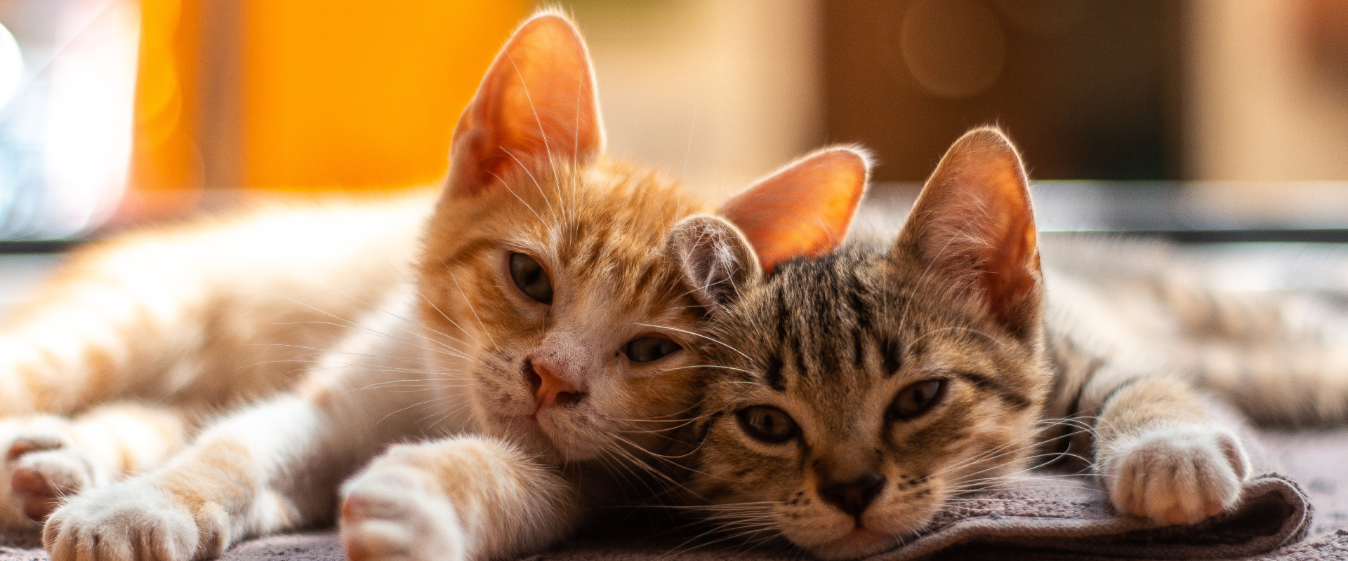 How do cats communicate with each other?