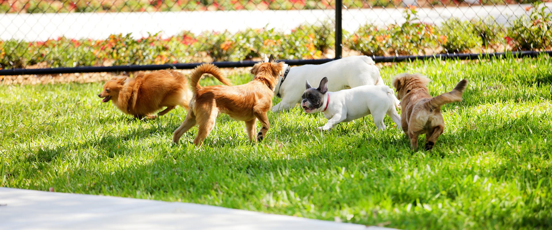 A group of dogs playing in a dog park