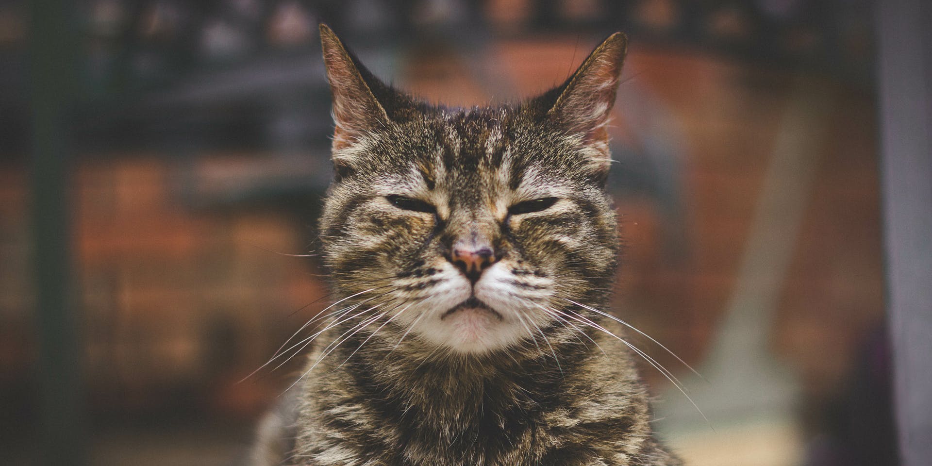 A tabby cat with their eyes closed.