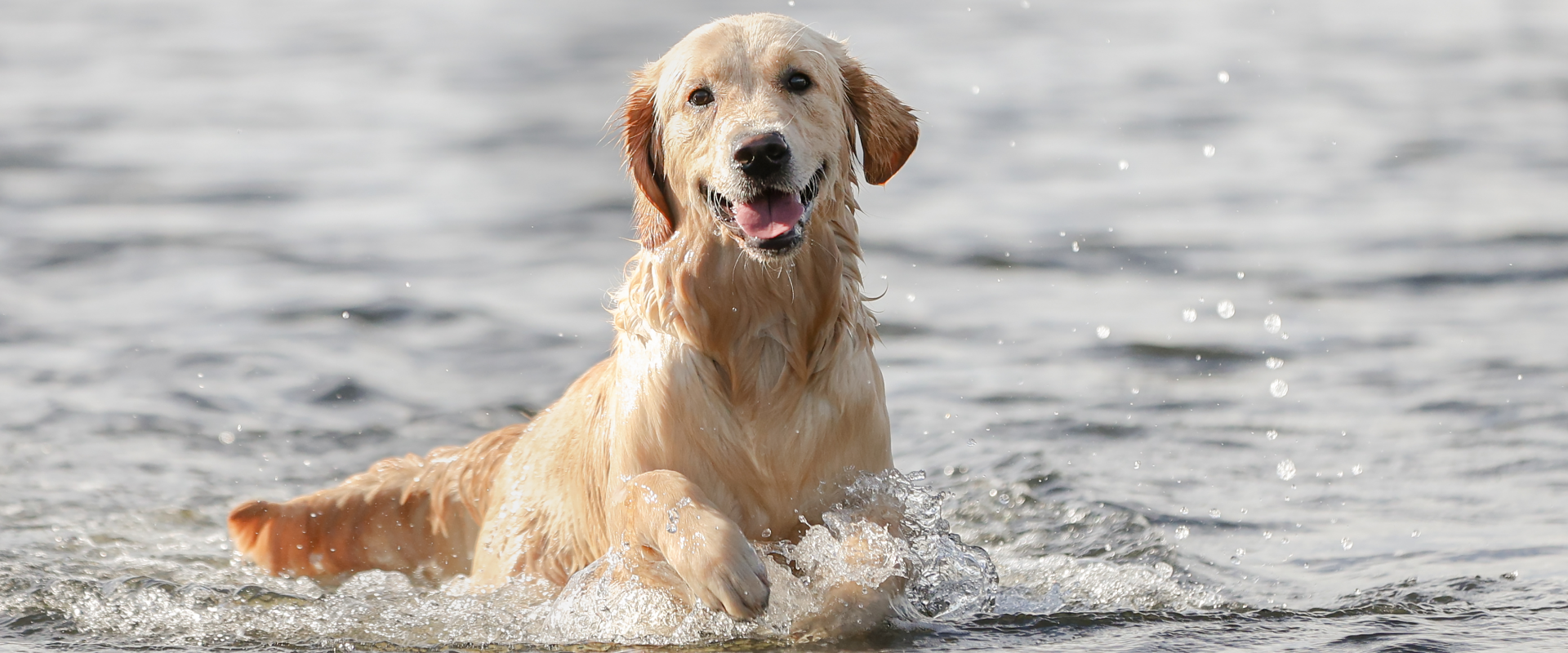 A dog running through water.