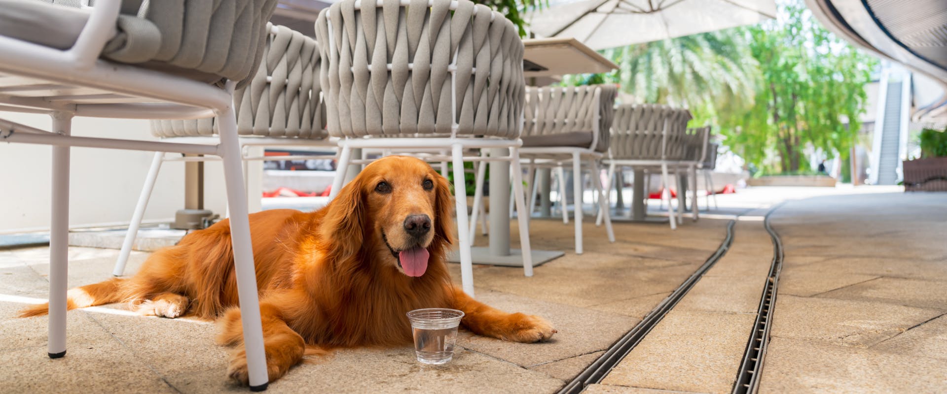 Golden retriever lying out the outdoor patio of a dog friendly restaurant.