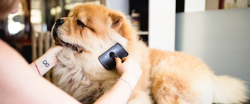 Best dog brushes for shedding - a fluffy dog being brushed