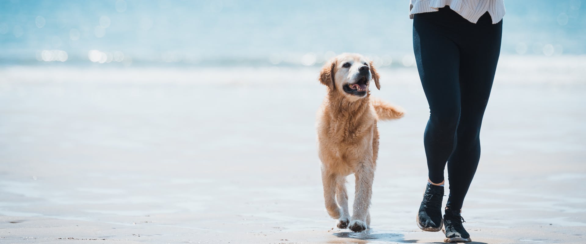 a senior golden retriever walking next to their pet parent whilst running along a dog-friendly beach in Santa Cruz