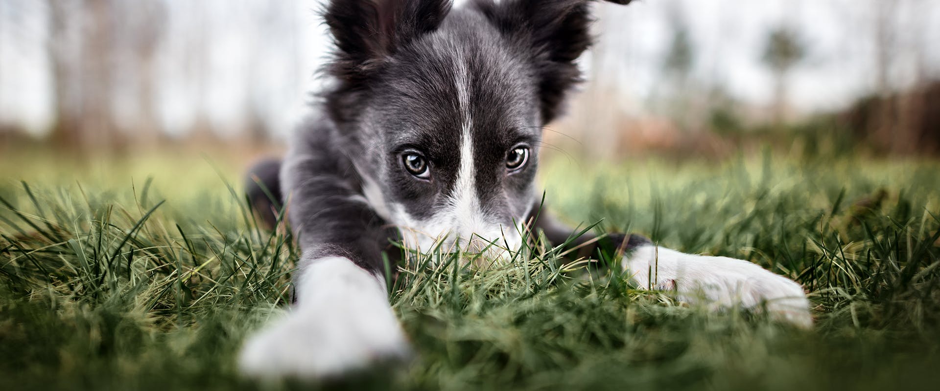 A puppy sitting on a field, its nose buried in long grass