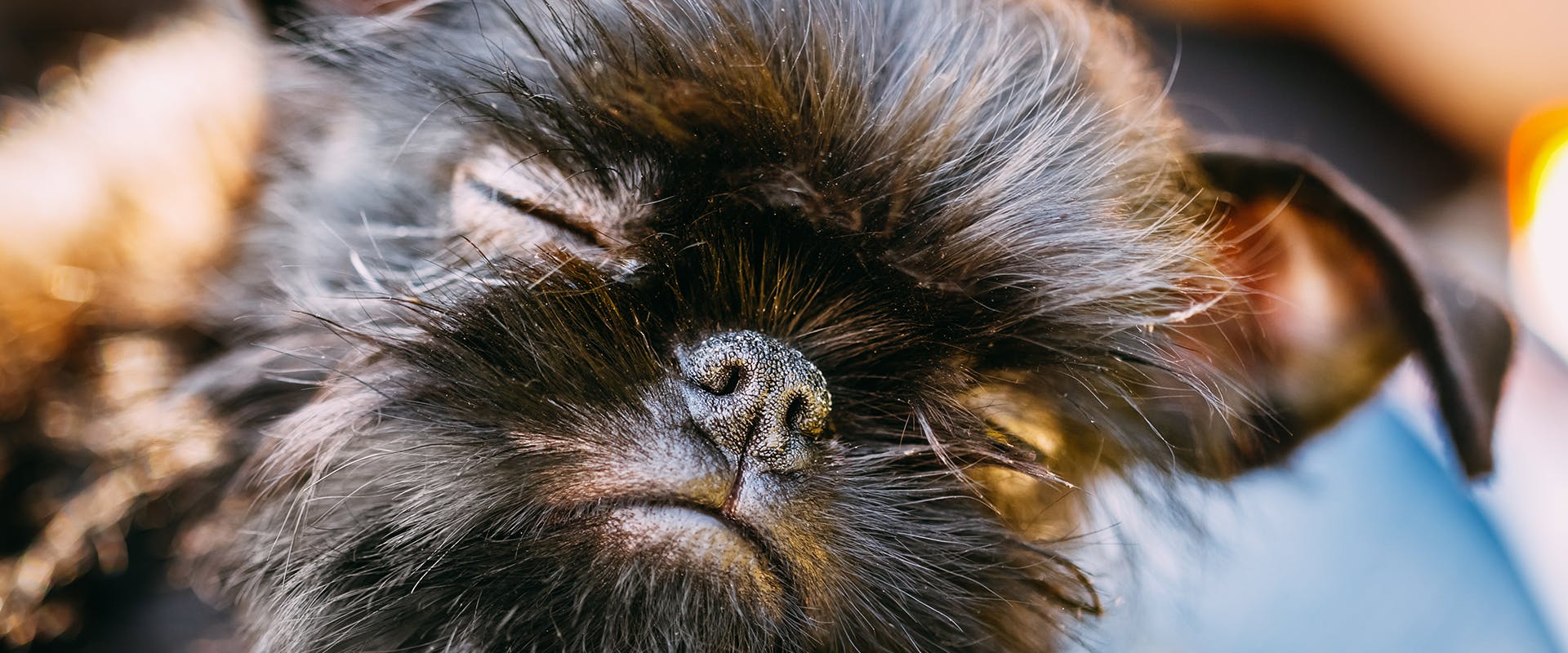 A black Brussels Griffon sleeping peacefully on a person's lap