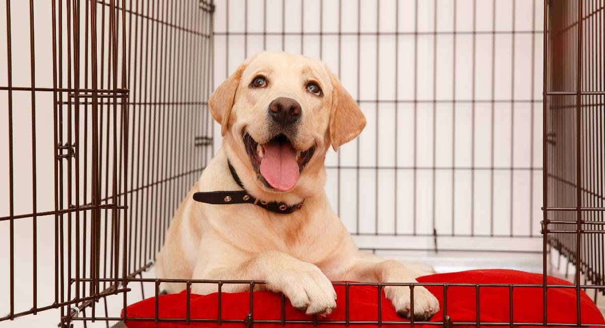 What Is The Largest Dog Crate