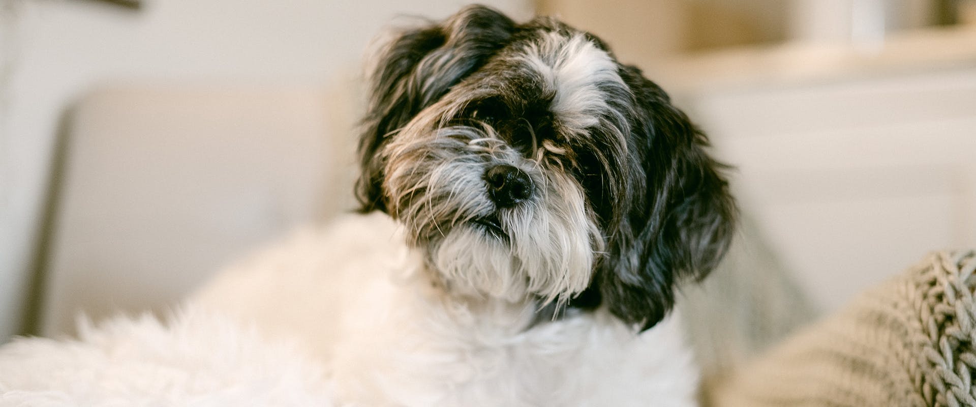 A black and white Shih Tzu dog, its head tilted to the right