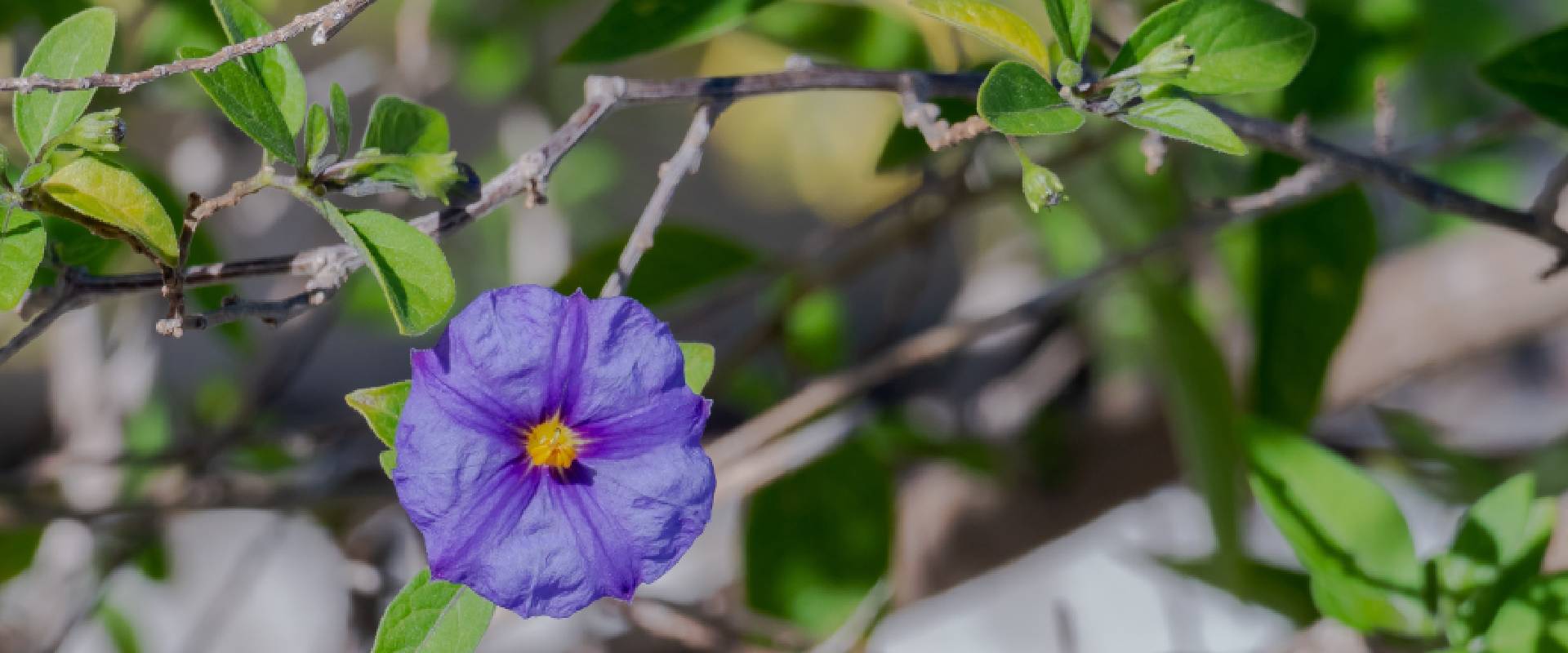 Is Nightshade Toxic To Dogs? What You Need To Know