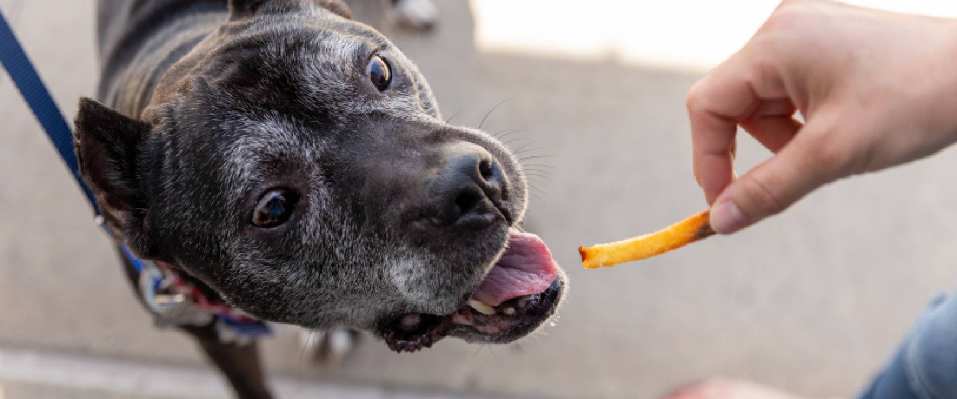 Dog about to eat a french fry