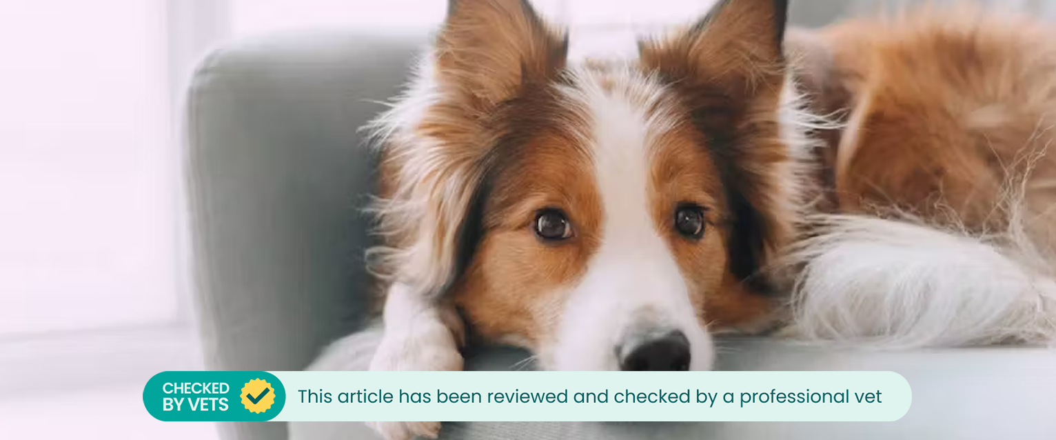 Border Collie dog lying on the couch