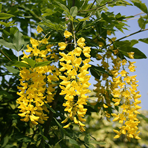 Laburnum poisonous clearance to dogs