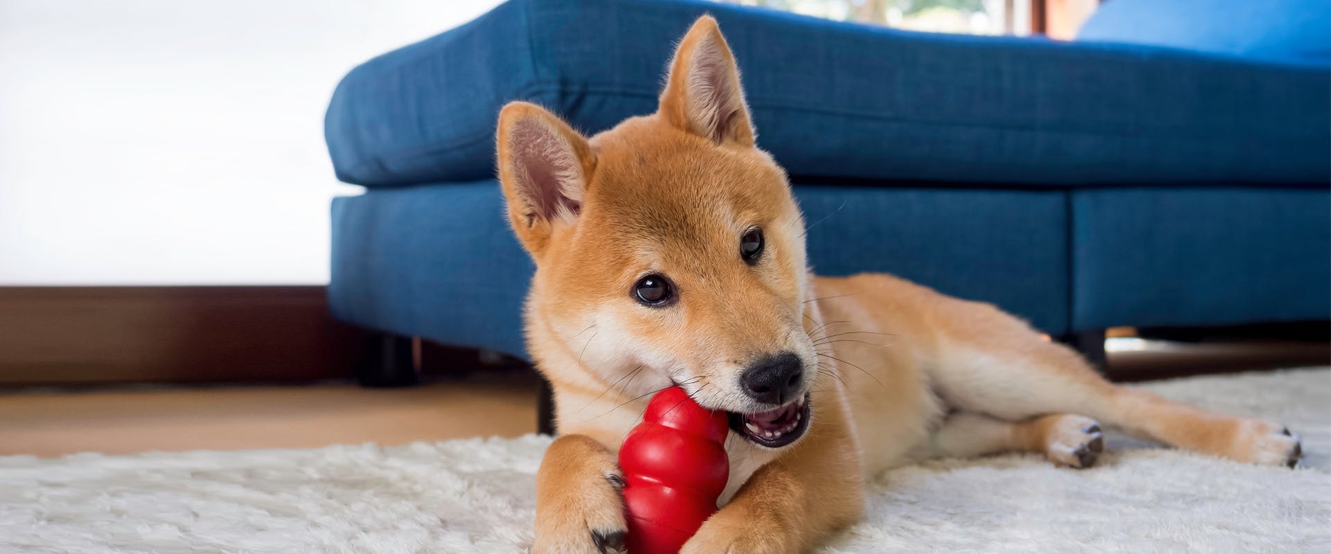 a shiba inu puppy chewing on a red chew toy