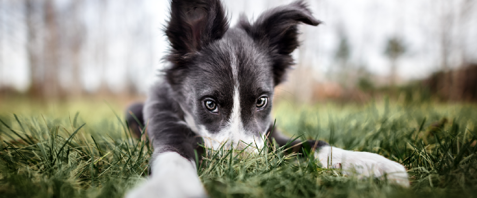 A puppy lying on some grass.