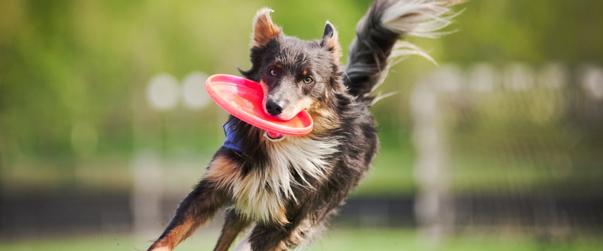 A dog running with a frisbee.