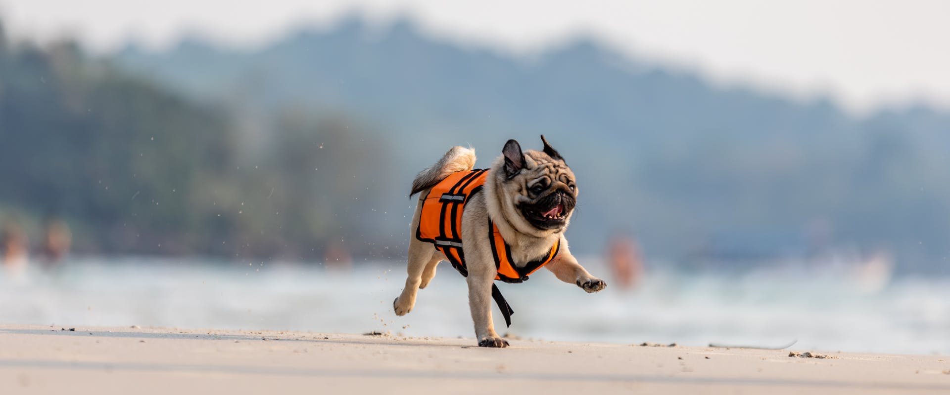 A pug running down the beach with a dog life vest on