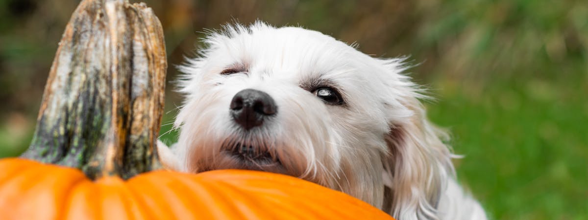 A small white dog resting its head on a large pumpkin