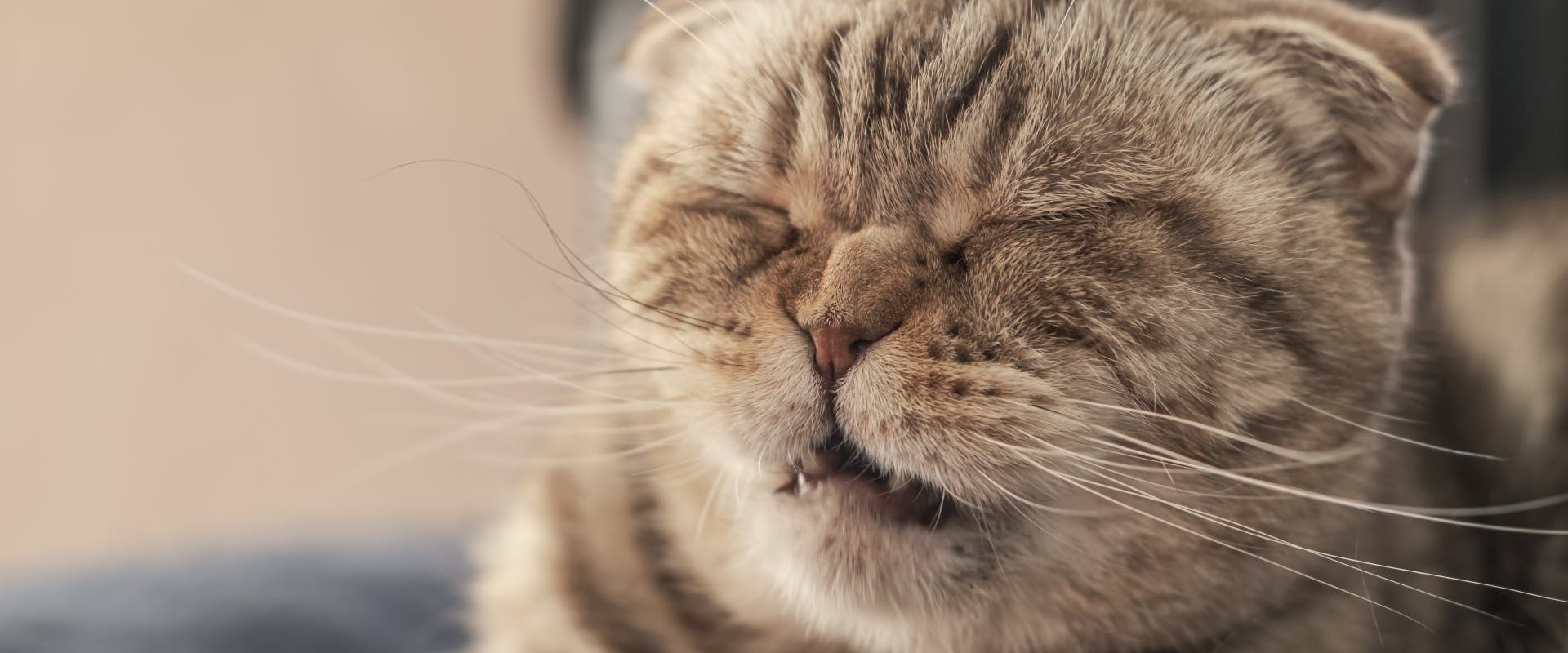 a gray scottish fold cat sneezing