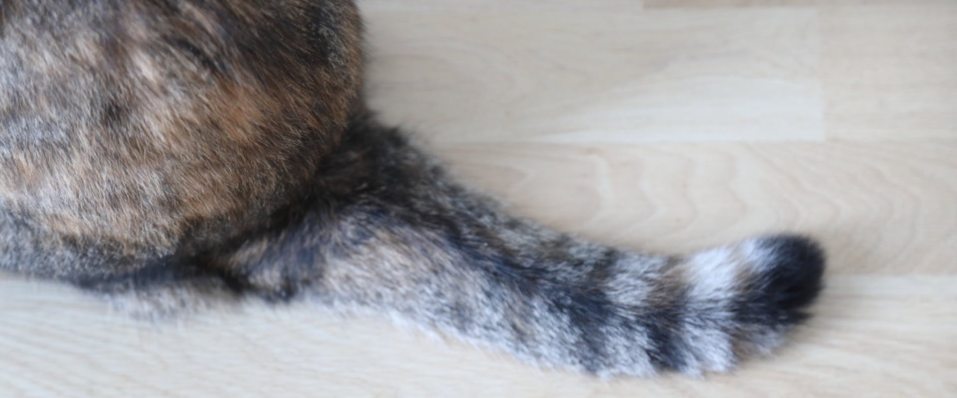 a stripy and short cat's tail in focus whilst a cat sits on a wooden floor