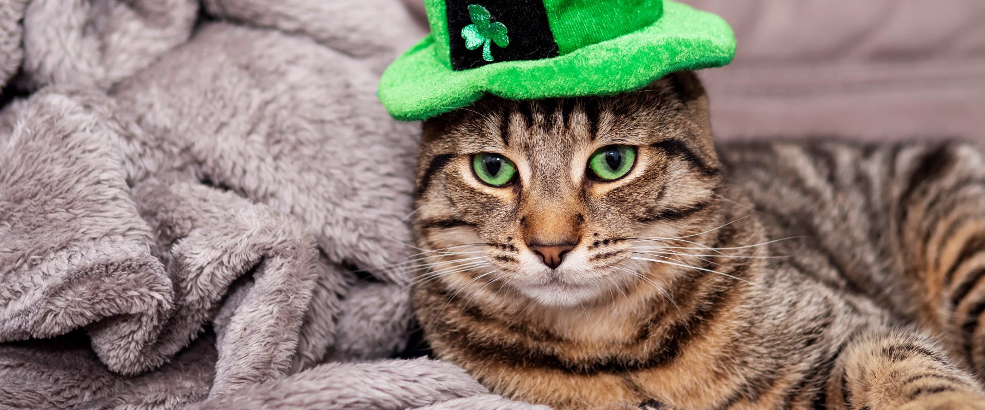 tabby cat with bright green eyes wearing a shamrock hat