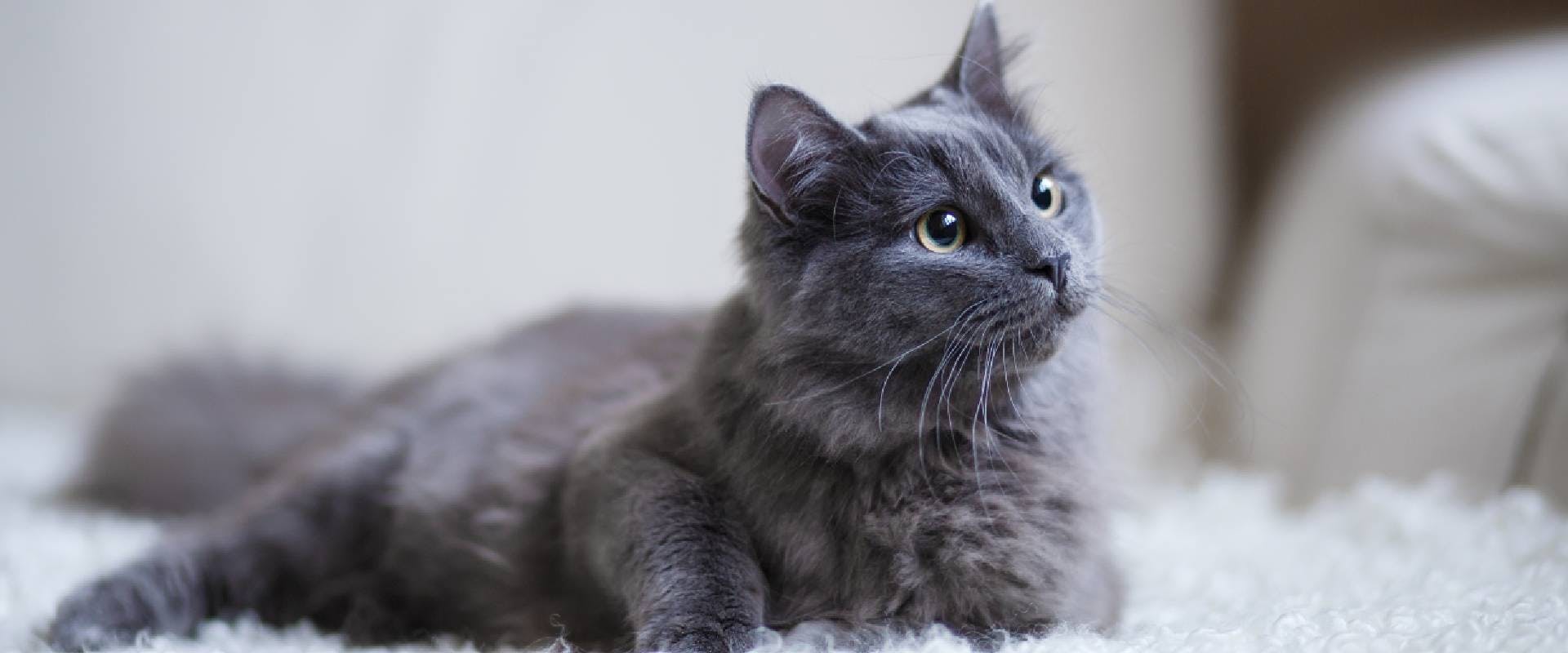 Gray cat at home