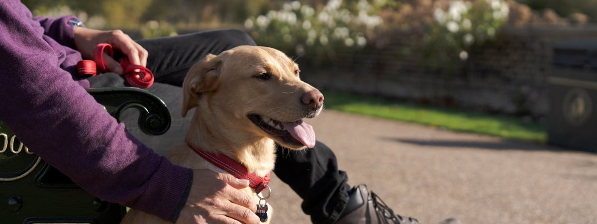 Man's hand petting a Labrador Retriever, in a park