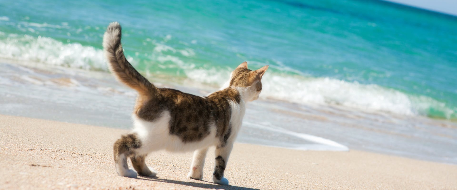 calico cat walking on a beach next to a blue shoreline