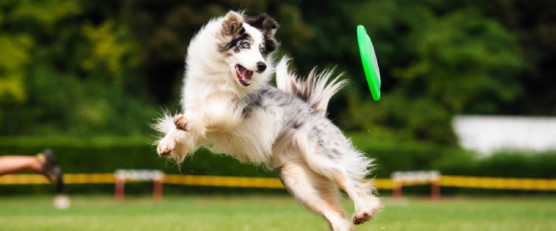 Border Collie chasing a frisbee