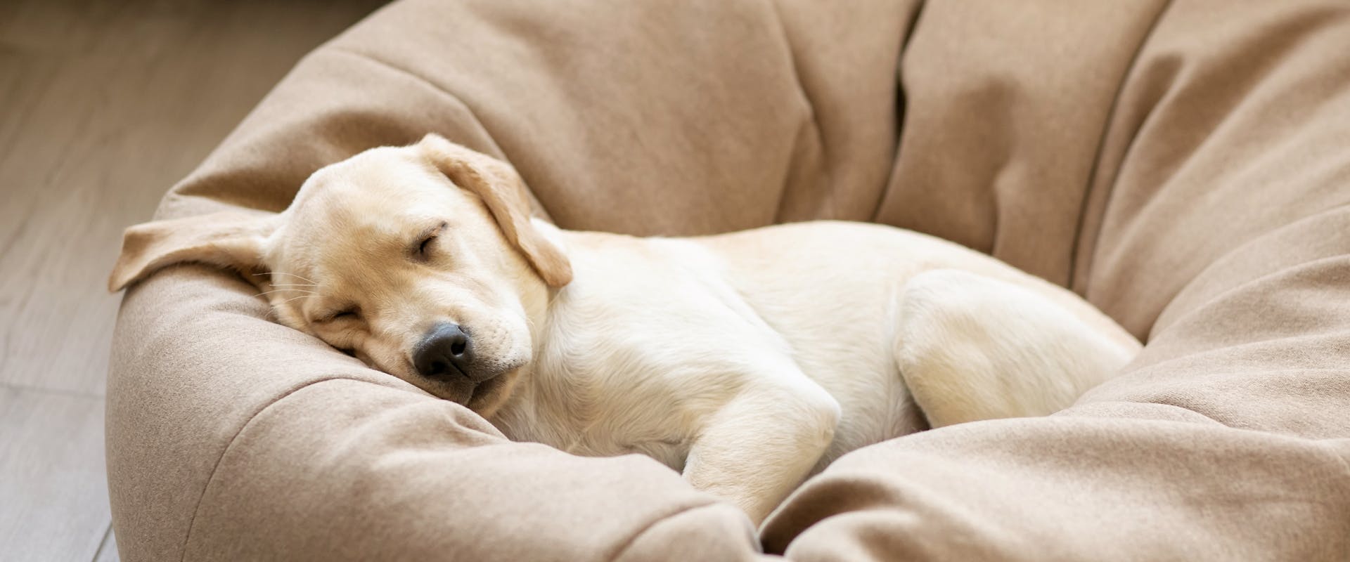 A puppy sleeps in a cozy bed.