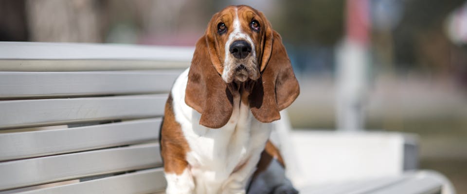 How to Train Your Scent Hound Dog to Come When Called - PetHelpful