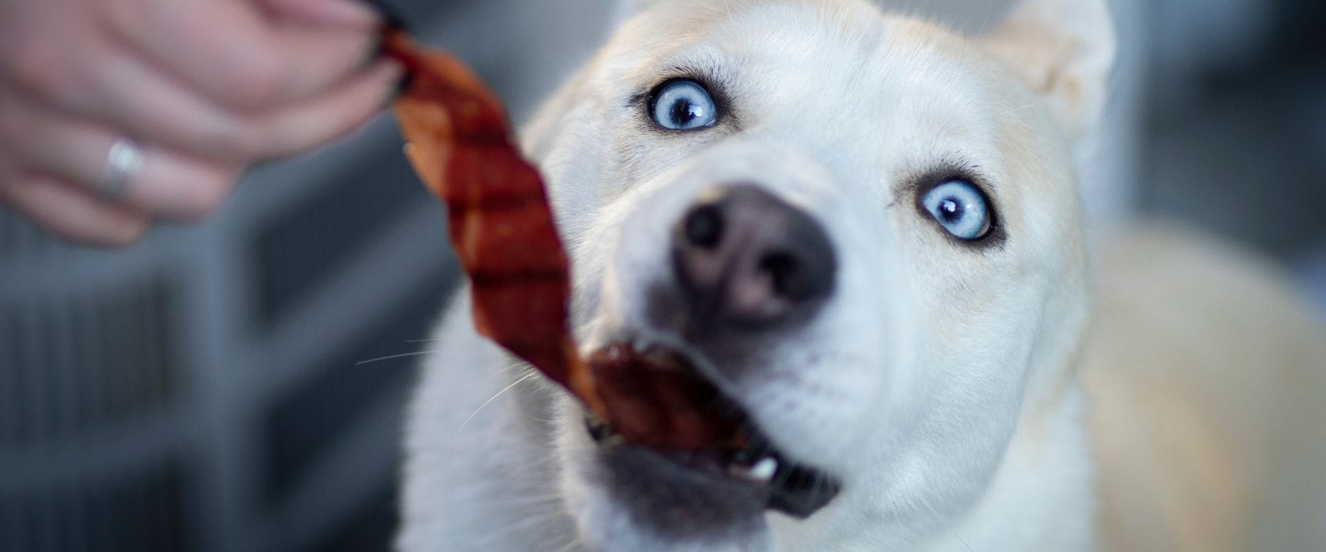 White dog eating pork bacon