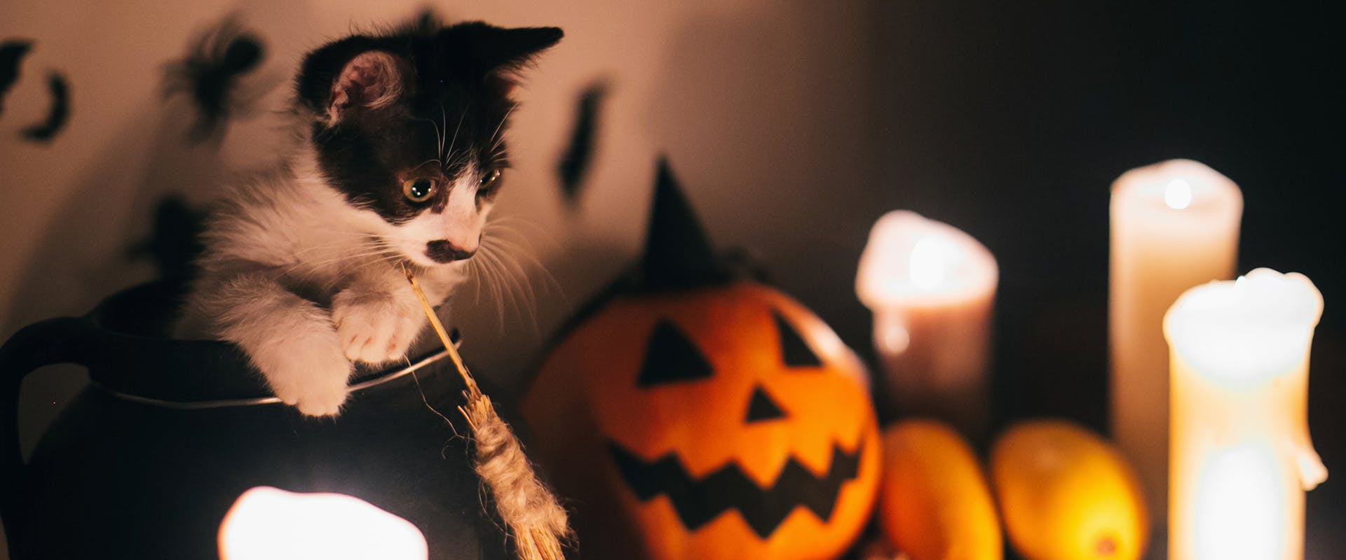 A kitten sat in a cauldron, surrounded by candles 
