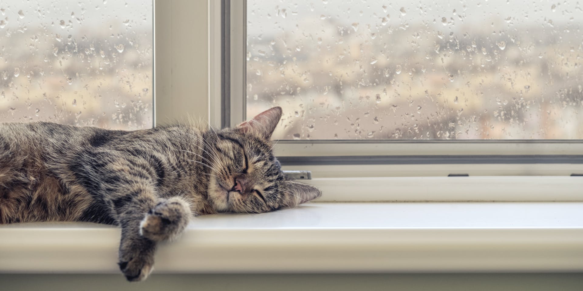 A gray tabby asleep on a window ledge.