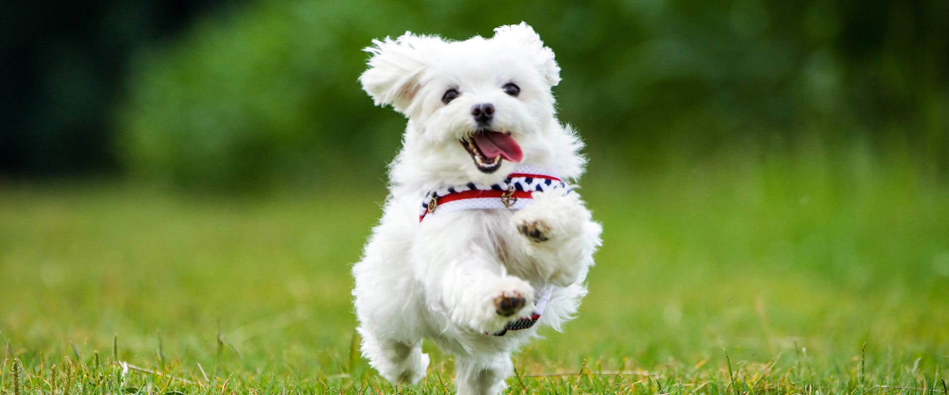 A cute Maltese dog running through a field