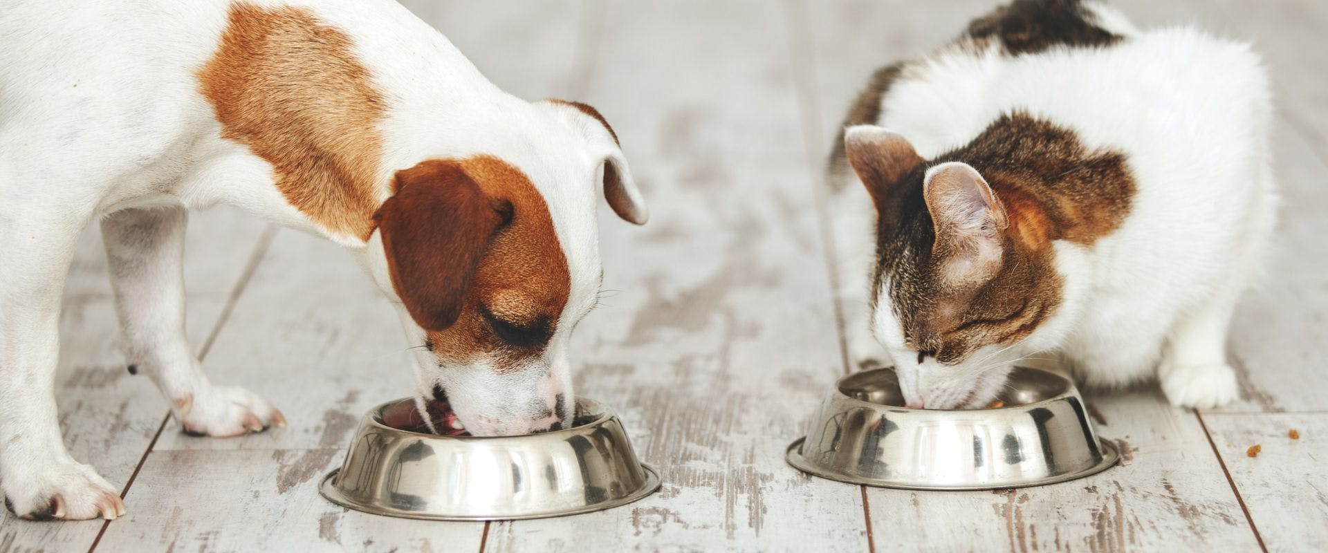 Cat and dog eating from metal food bowls