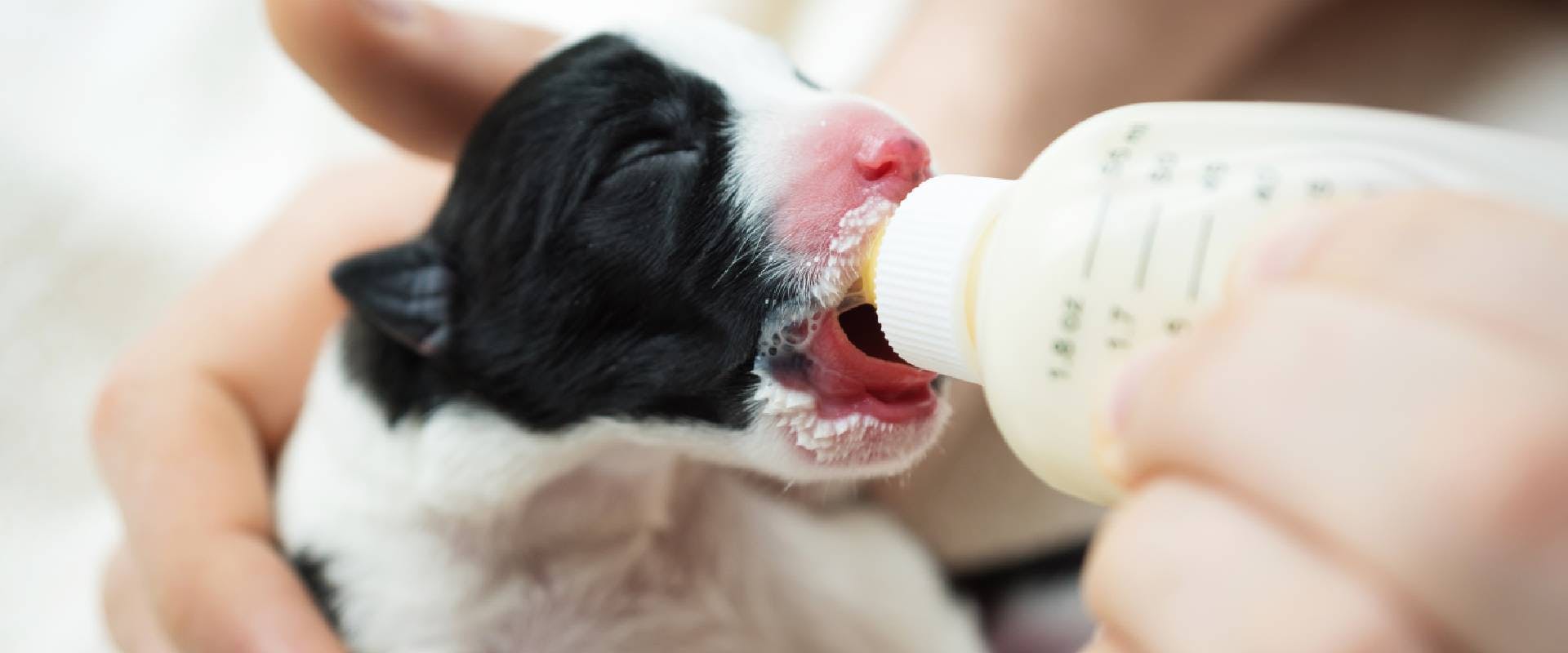 newborn puppy closeup drinking from the bottle 