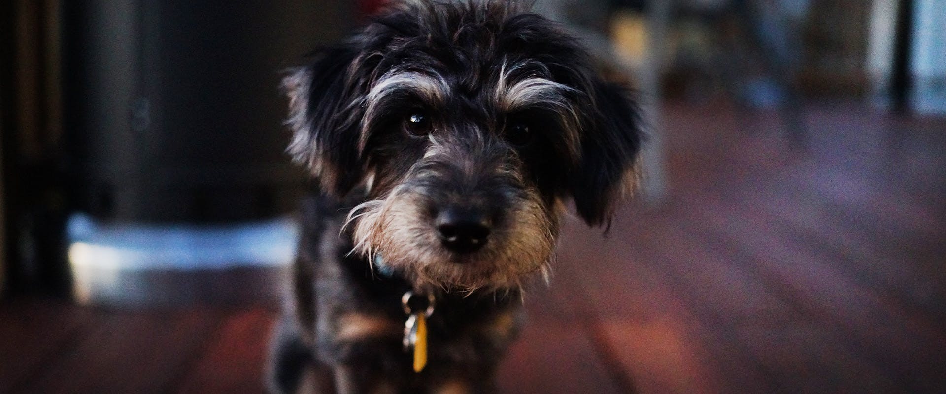 A cute Yorkiepoo puppy standing in a dark living room