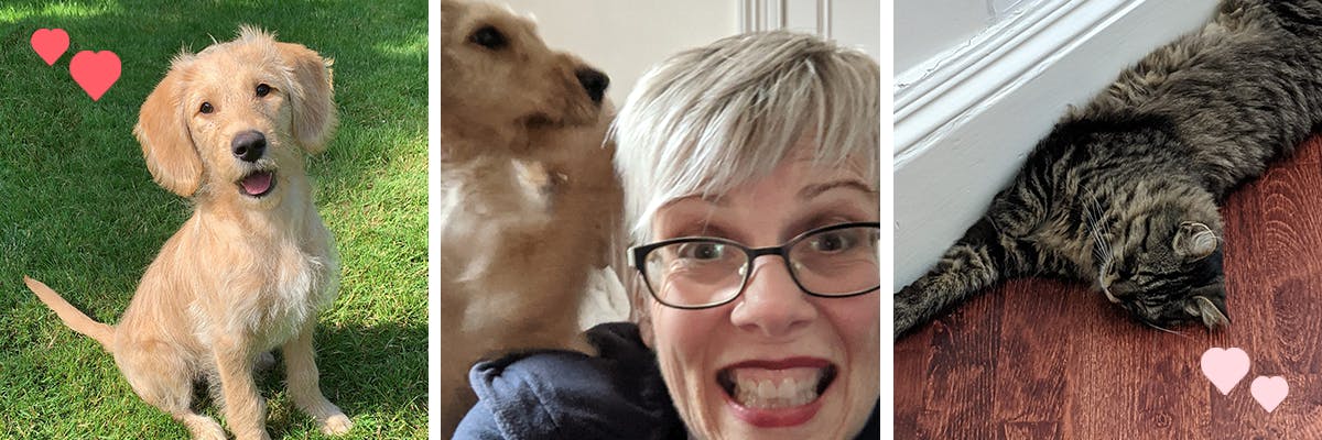 Three images on a banner, one is of a Golden Retriever puppy; one is of a woman smiling at the camera with a blurred puppy in the background; one of a cat laying on a wooden floor against a skirting board