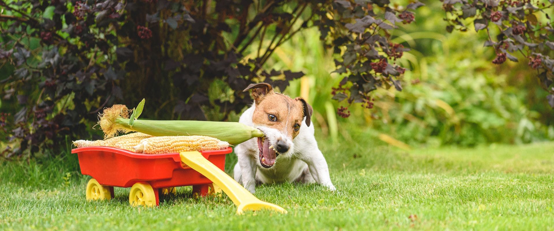 Jack Russell Terrier gnawing on a corn husk