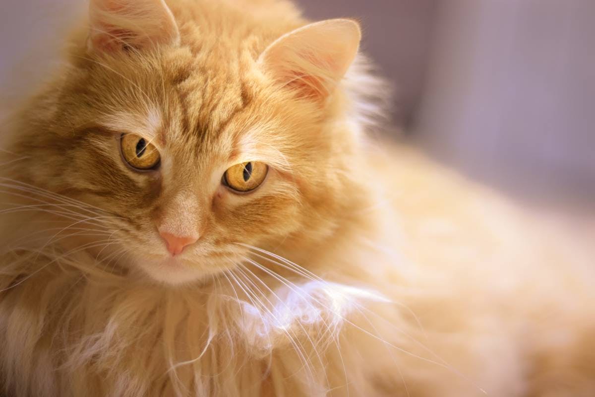 fluffy orange cat breeds