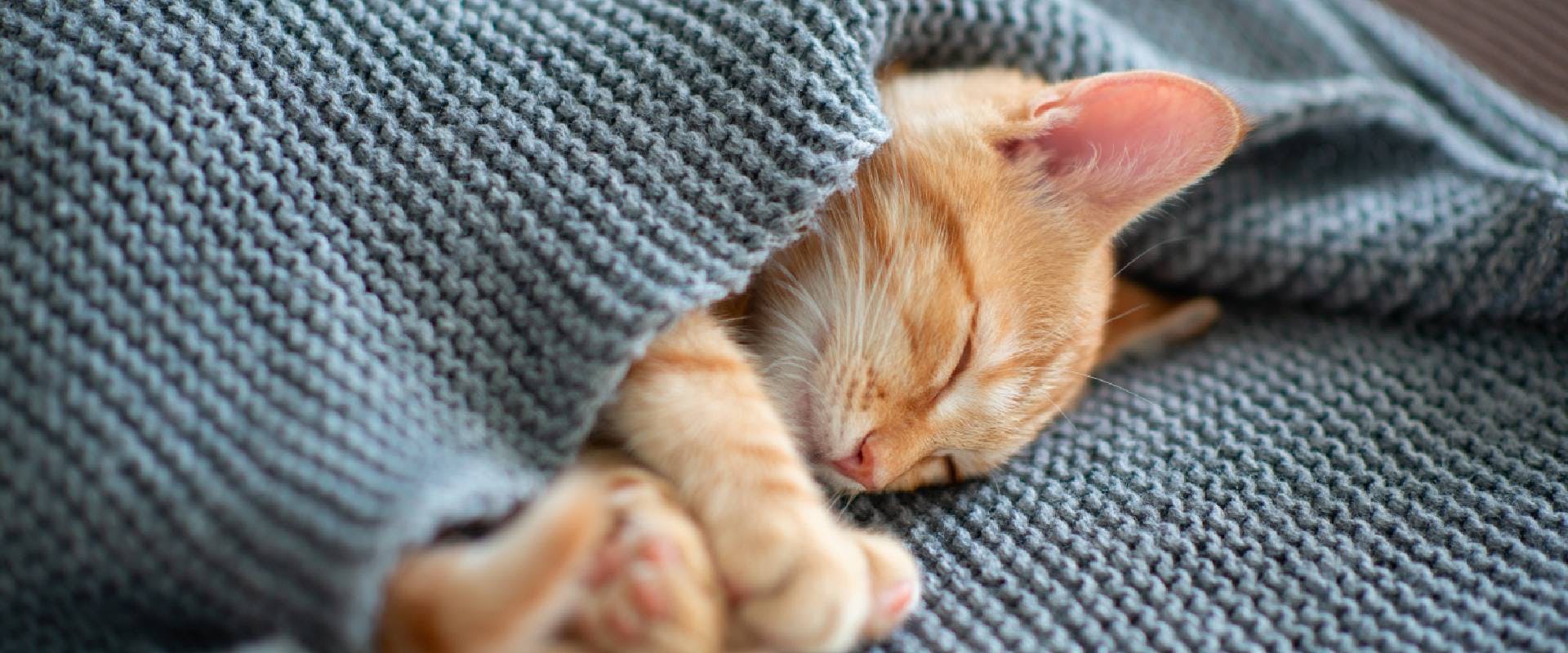 Ginger cat snuggled in a grey blanket