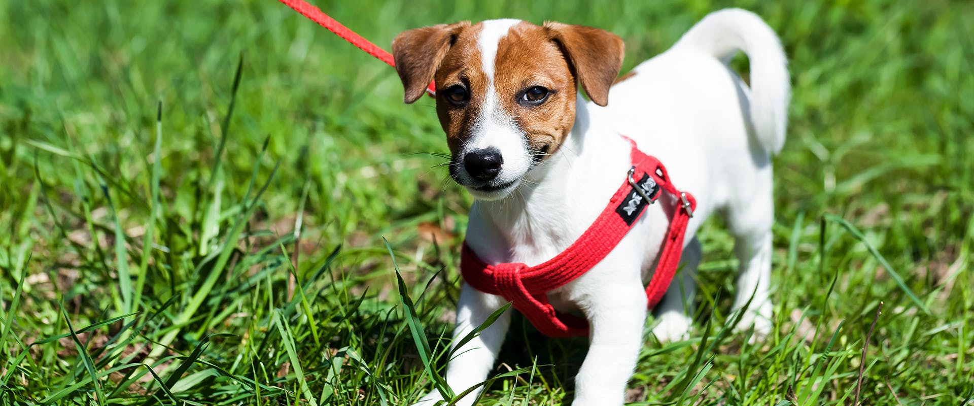 what is the best small dog harness