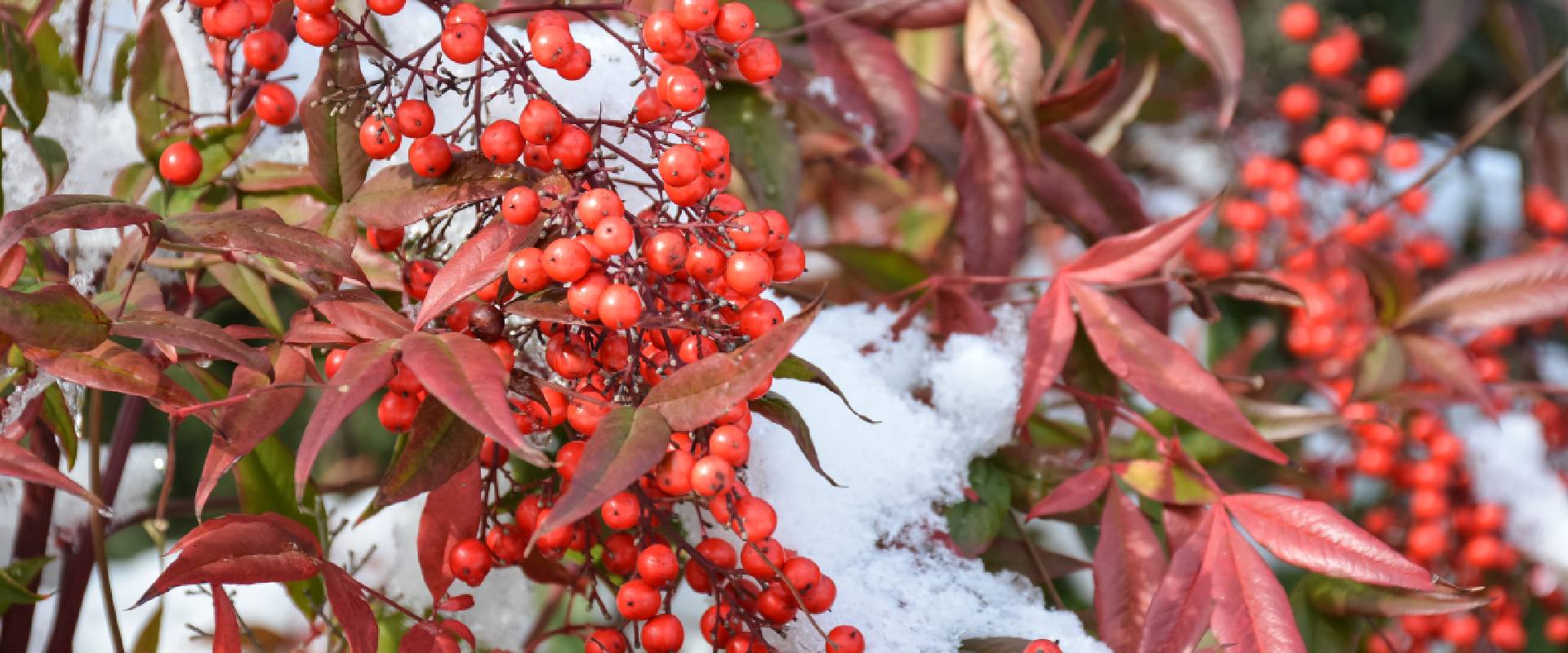 Is Heavenly Bamboo Poisonous to Dogs?