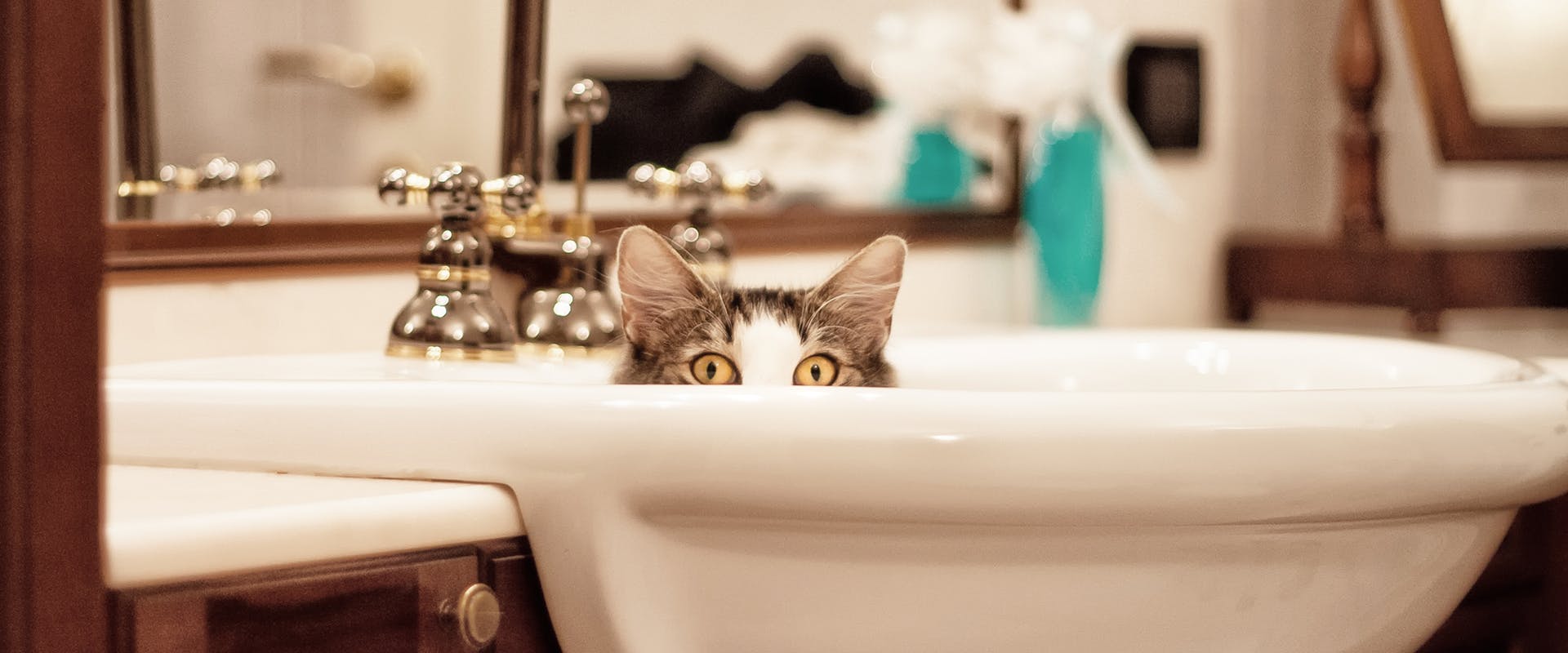 A cat sitting in a bathroom sink, peering out