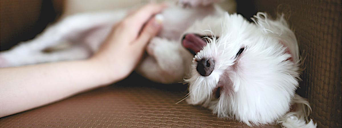 Funny Quotes Of Dogs Funny Quotes Of Dogs