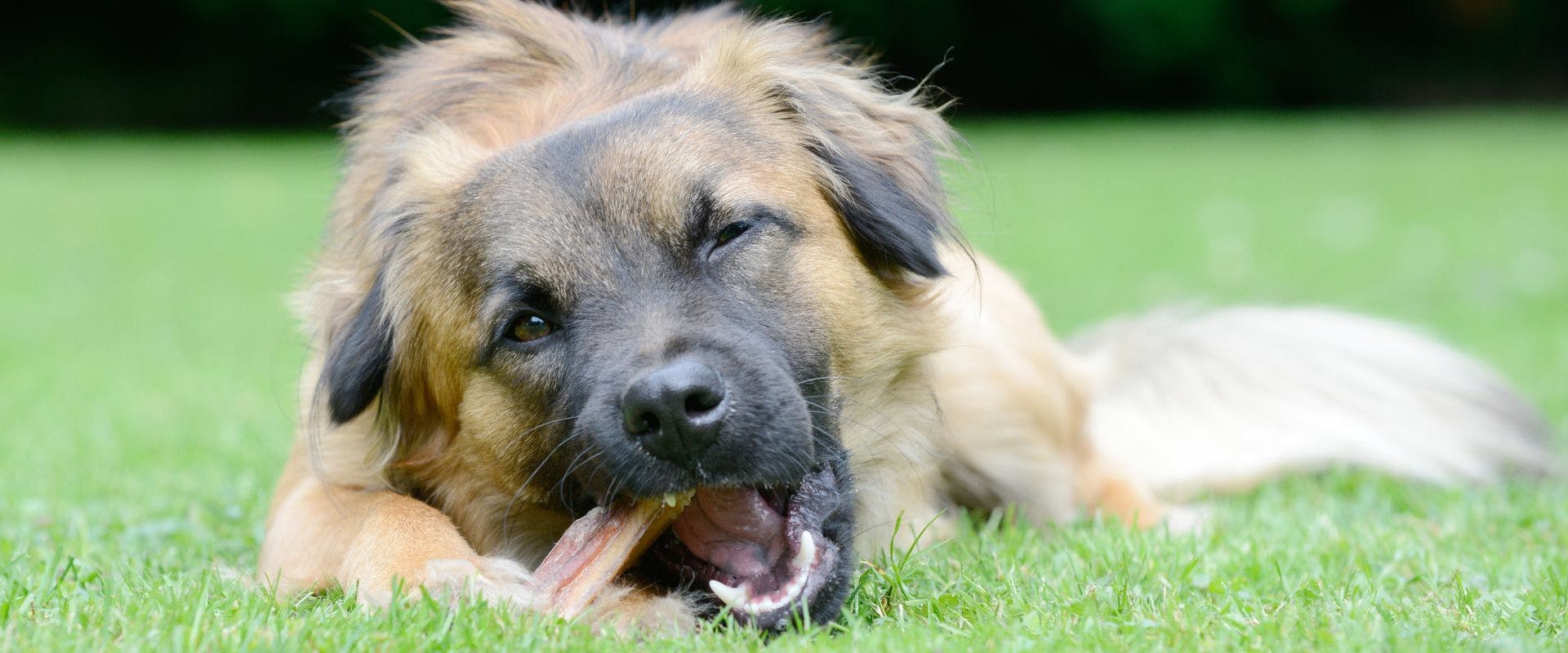 Dog eating a bone on grass outside