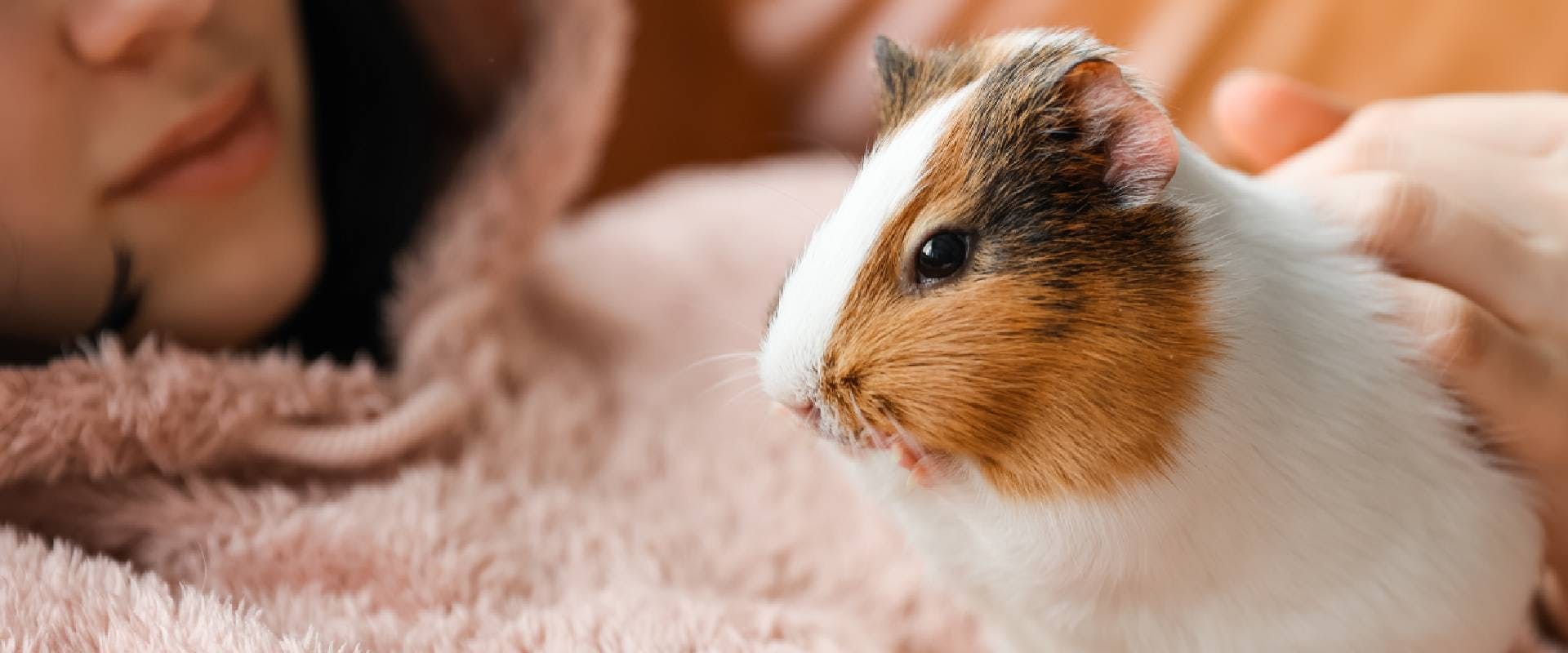 Guinea pig resting on someone's chest