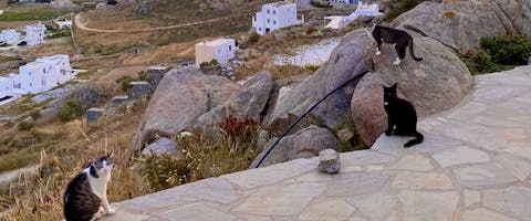 Three cats on a Greek island