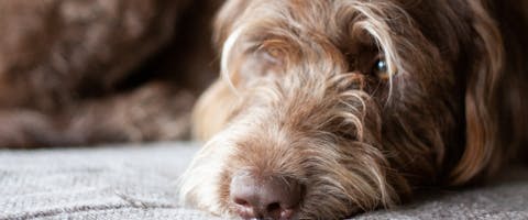 long haired labradoodle lying down on a sofa
