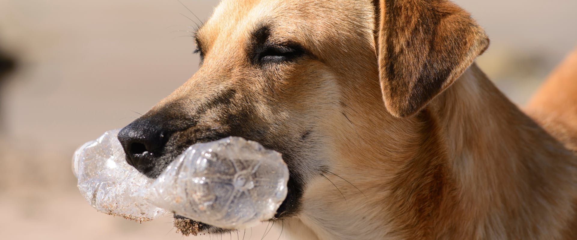 A dog holds a plastic bottle in its mouth.