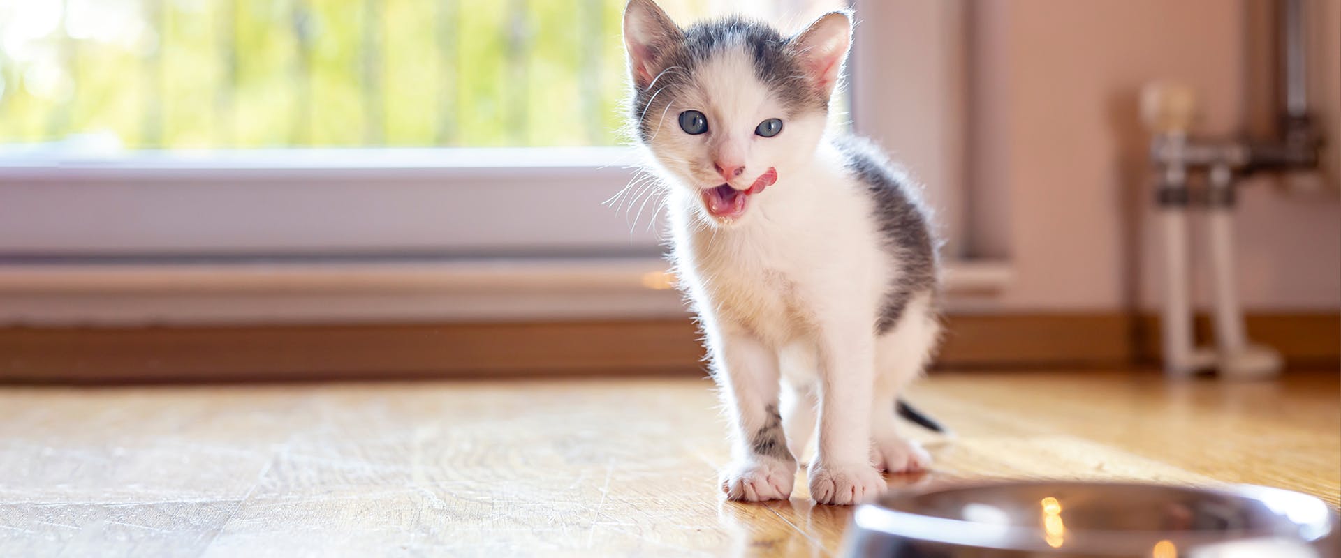 A kitten licking its lips, an empty food bowl in front of it